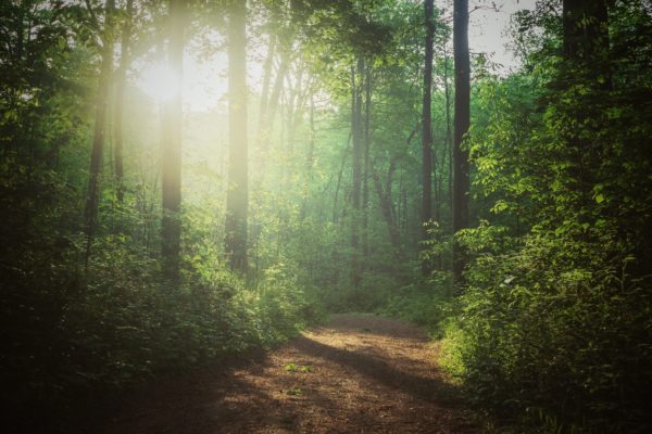 Green trees on forest during daytime